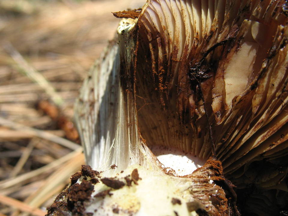 Cortinarius verrucisporus image