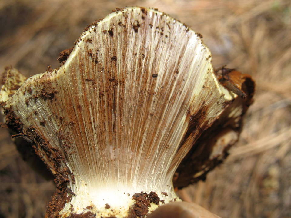 Cortinarius verrucisporus image