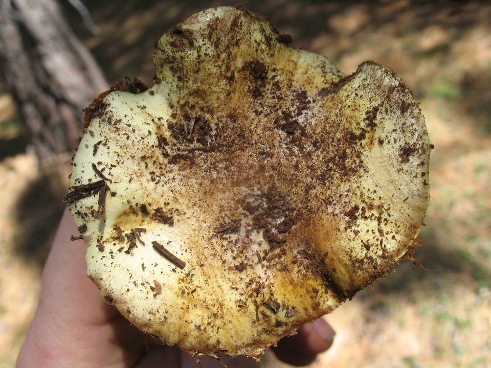 Cortinarius verrucisporus image