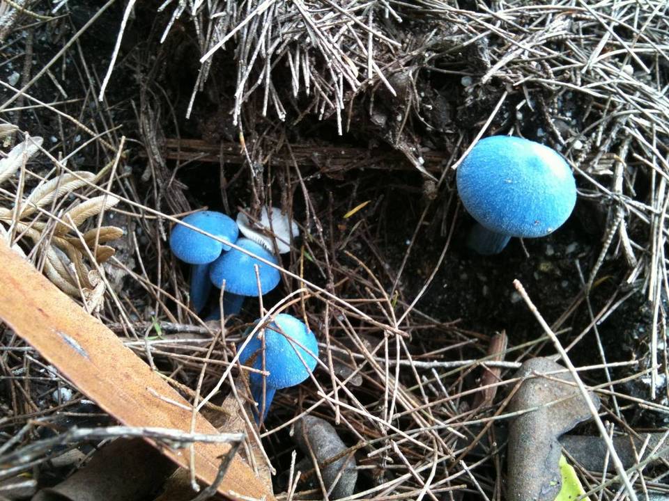 Entoloma virescens image