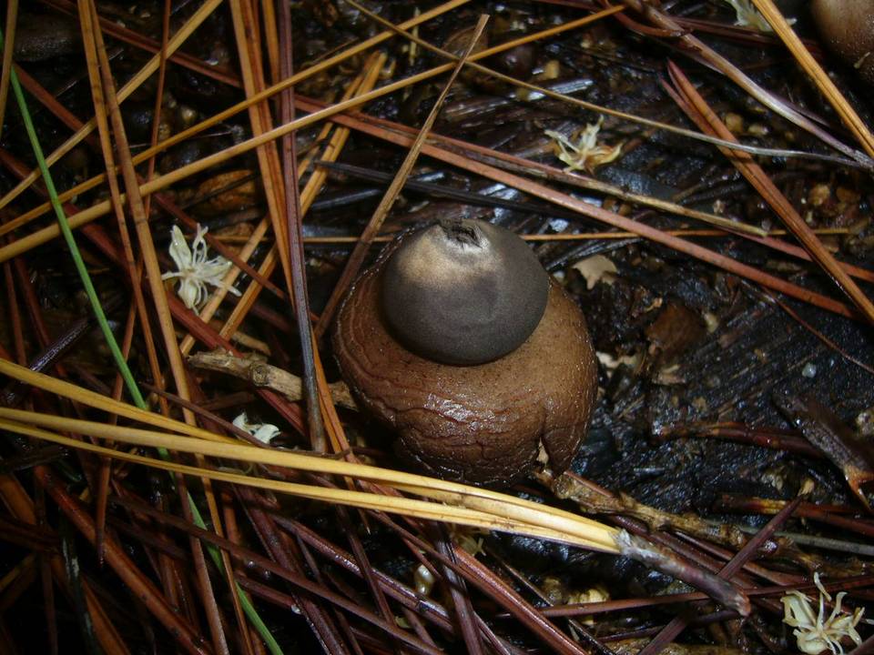 Geastrum javanicum image