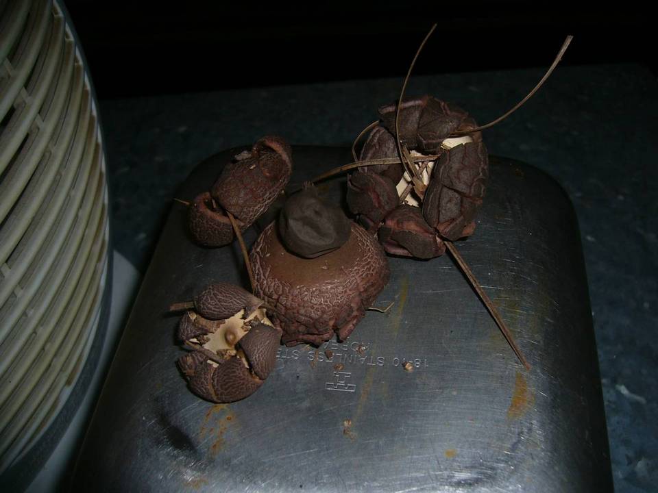 Geastrum javanicum image