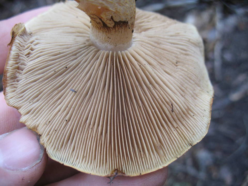 Pholiota olivaceophylla image