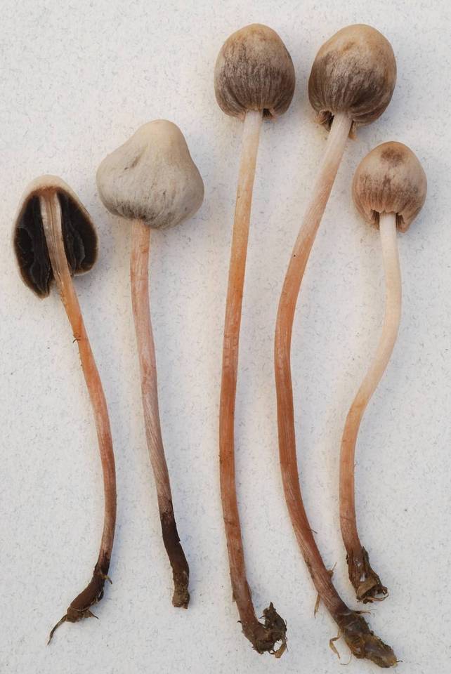 Panaeolopsis nirimbii image