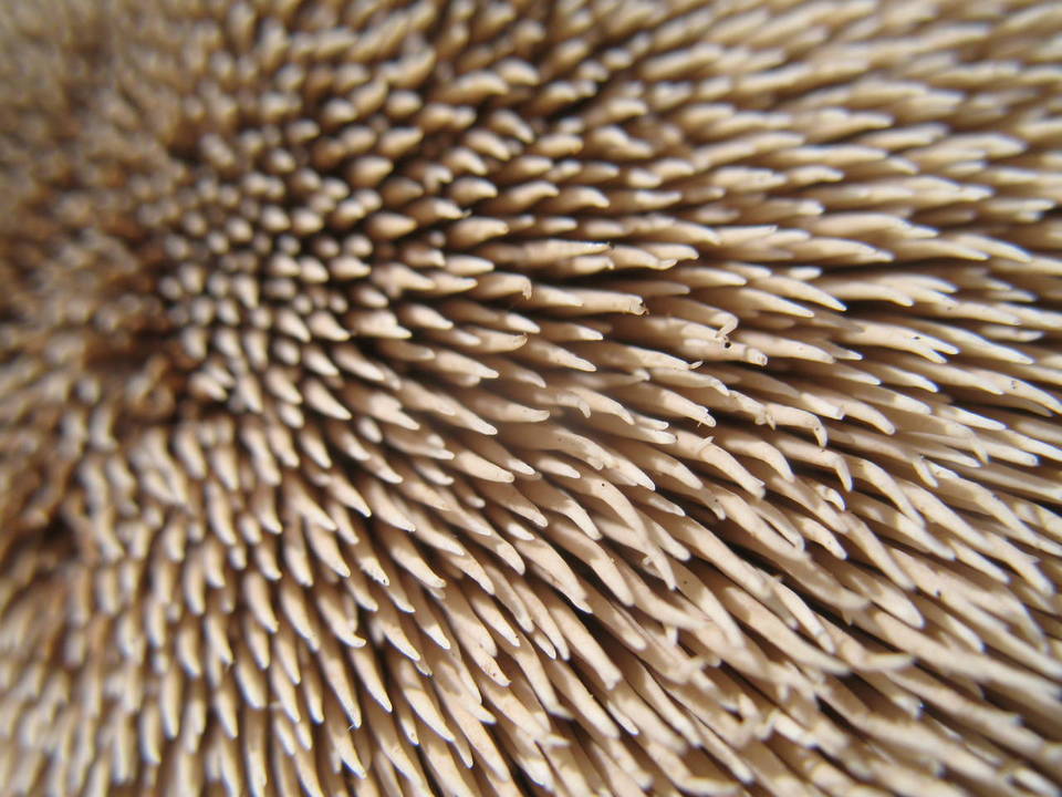 Sarcodon calvatus var. odoratus image