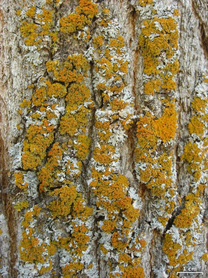 Xanthomendoza montana image