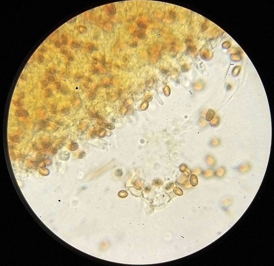 Gymnopilus dilepis image