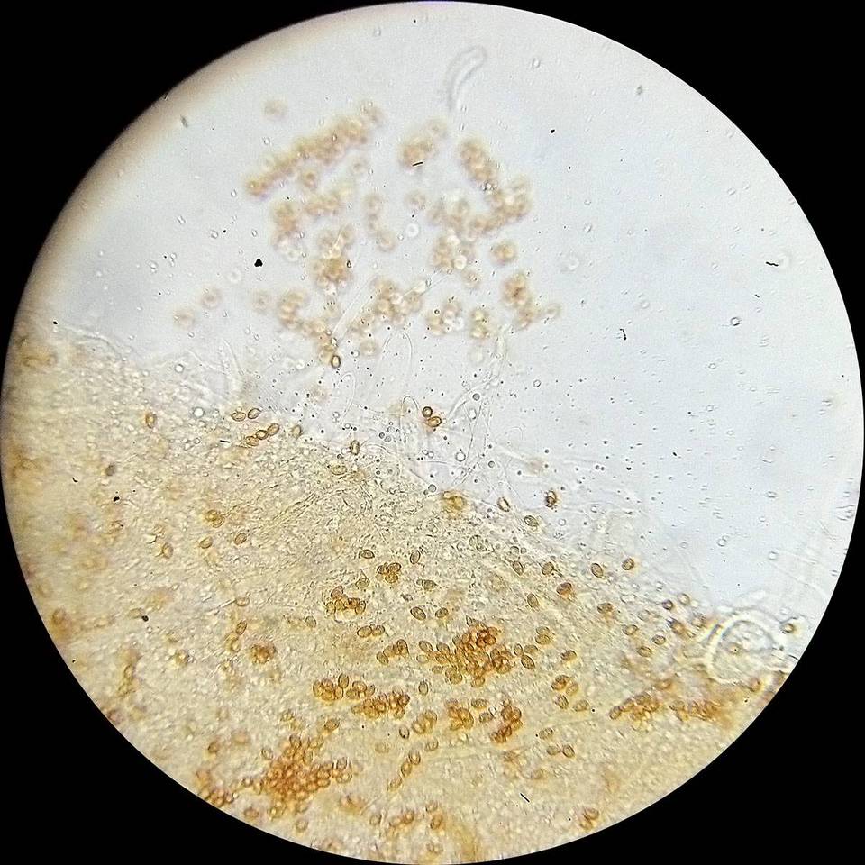 Gymnopilus dilepis image