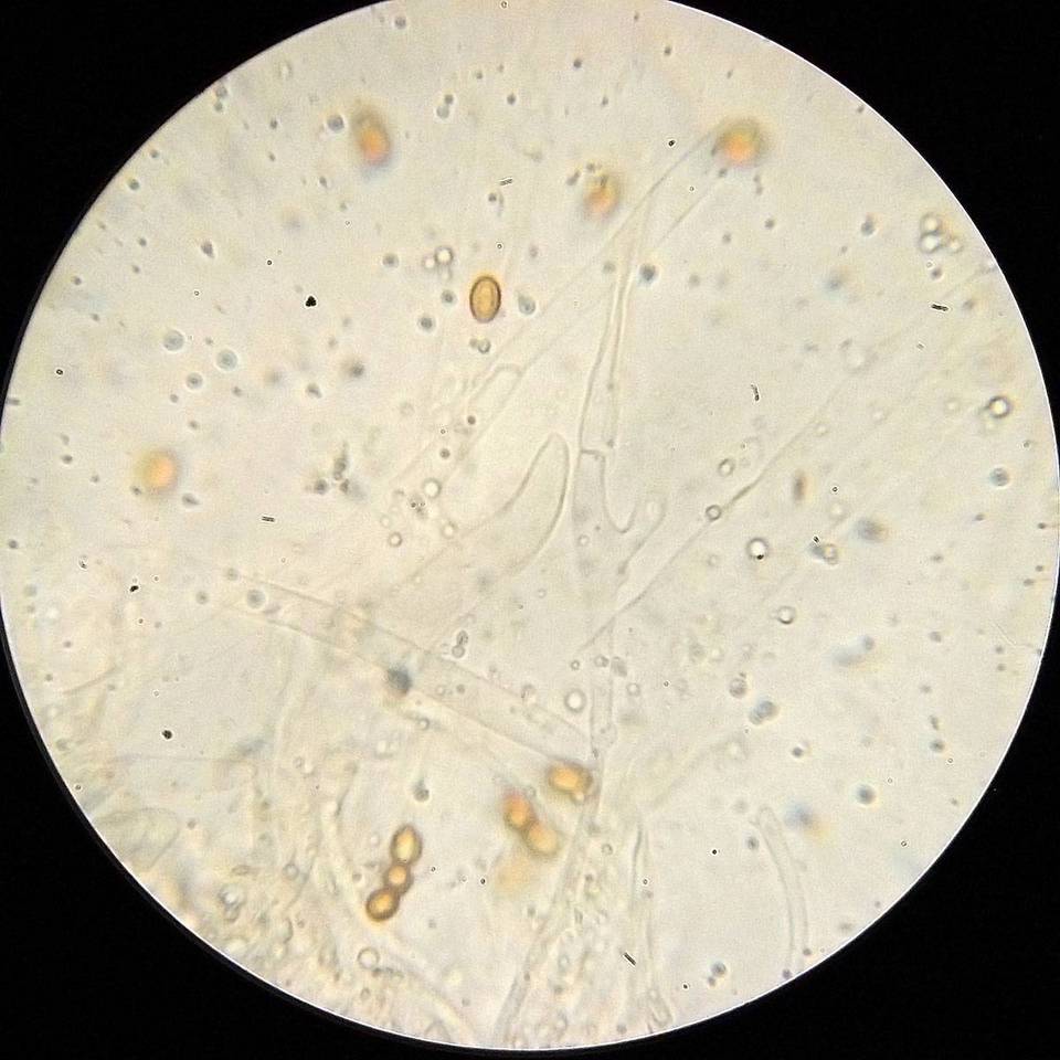 Gymnopilus dilepis image