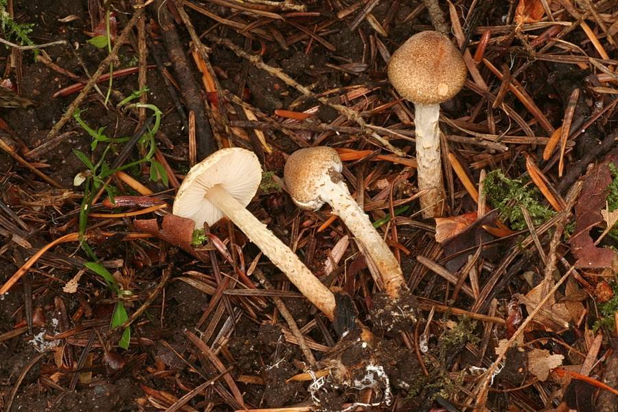 Lepiota clypeolarioides image