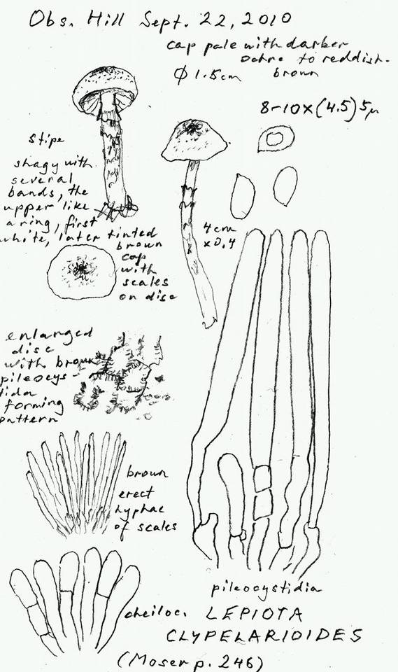 Lepiota clypeolarioides image