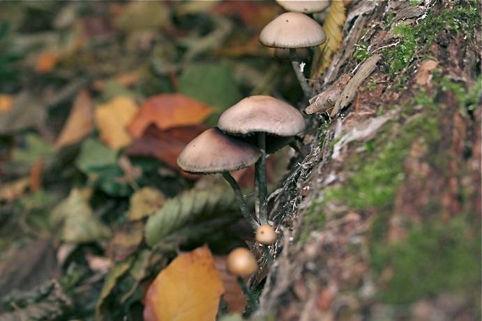 Psilocybe serbica image