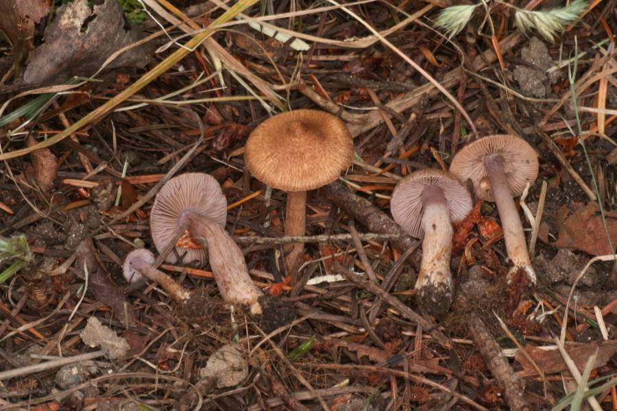 Inocybe pusio image