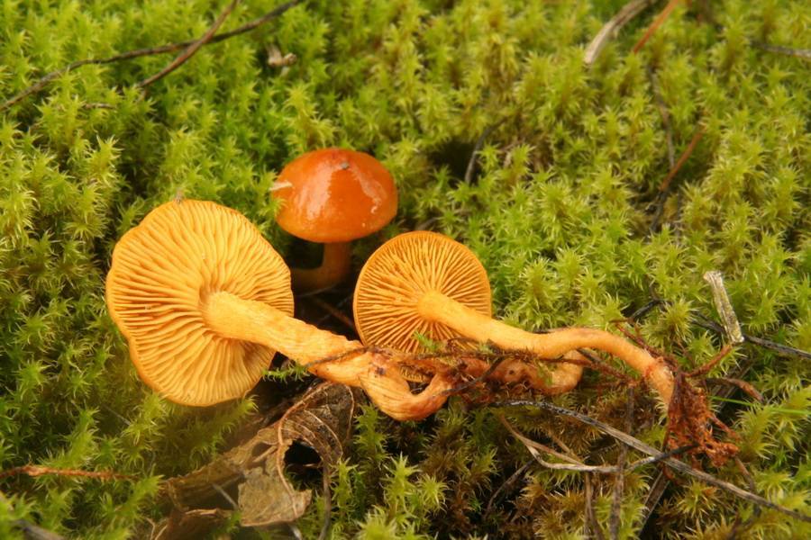 Rugosomyces chrysenteron image