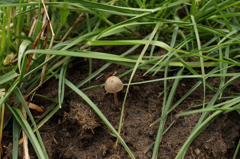 Conocybe rickenii image
