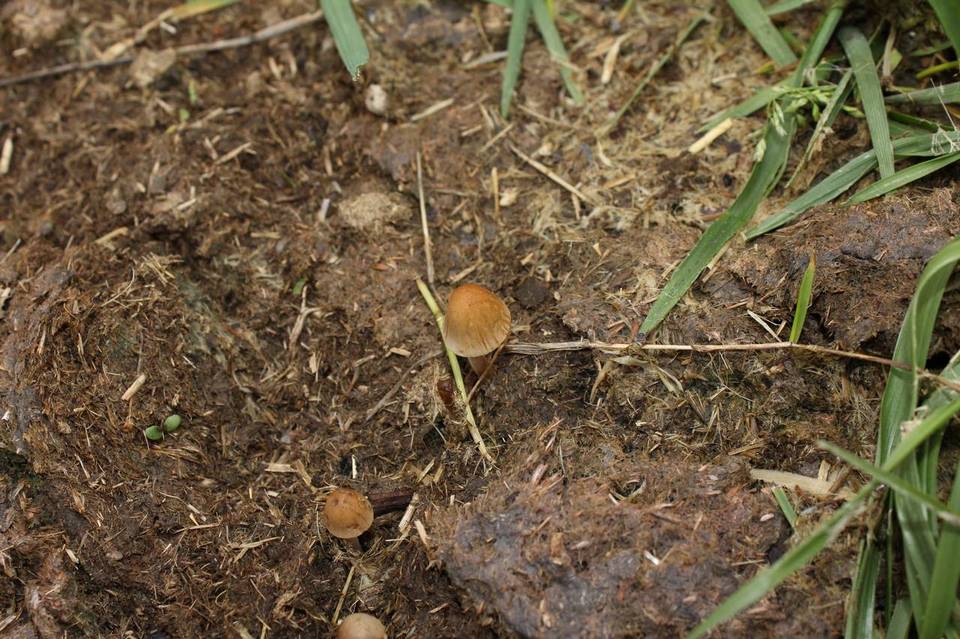 Conocybe rickenii image