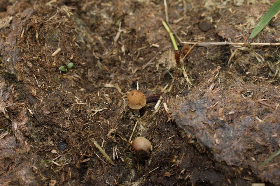 Conocybe rickenii image