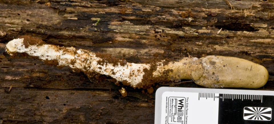Cordyceps gunnii image