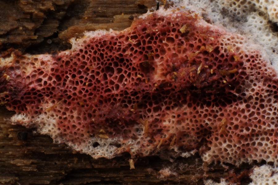 Ceriporia purpurea image