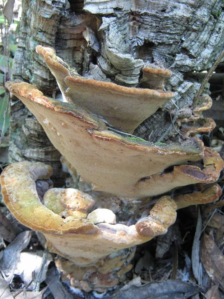 Fuscoporia torulosa image