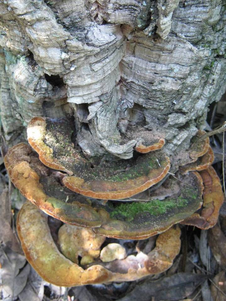 Fuscoporia torulosa image