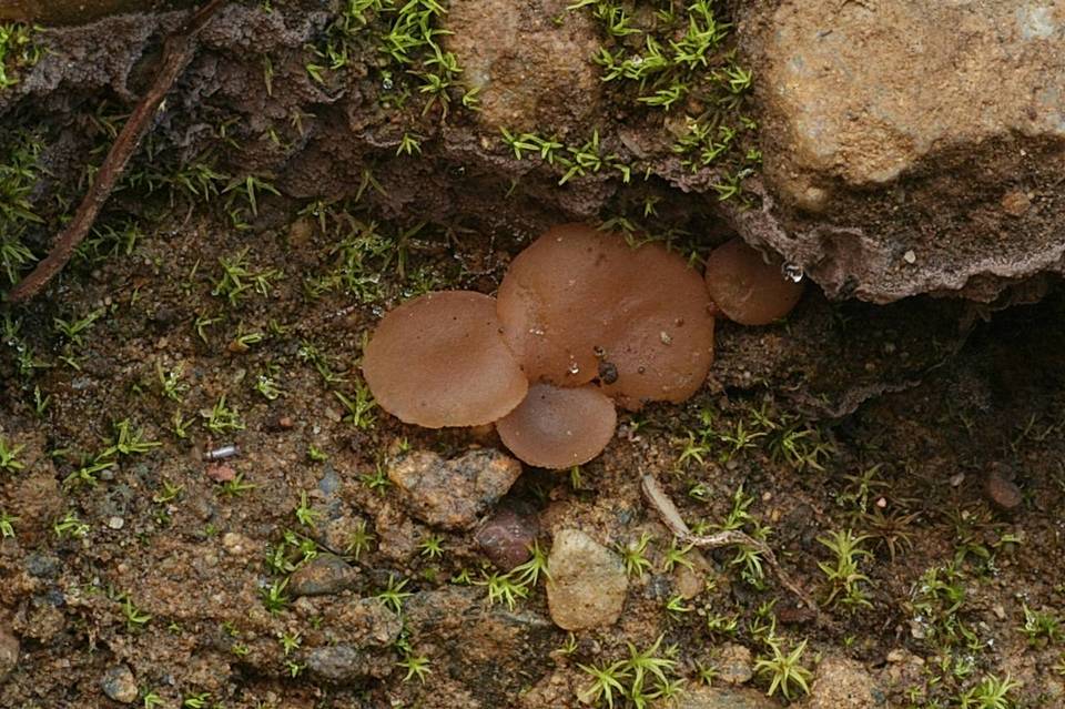 Discinella boudieri image