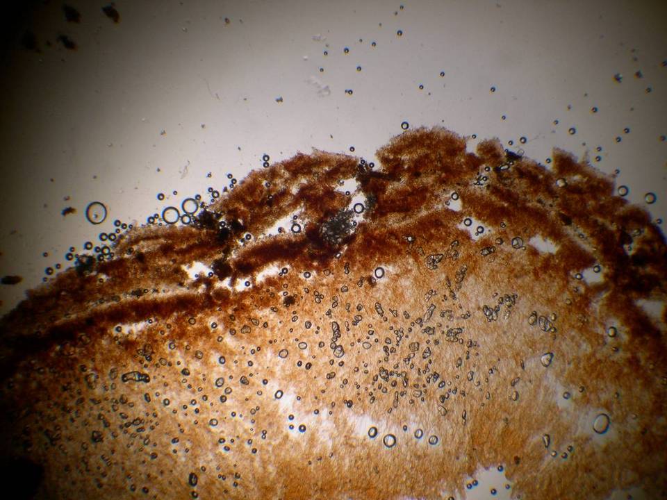 Setchelliogaster tenuipes image