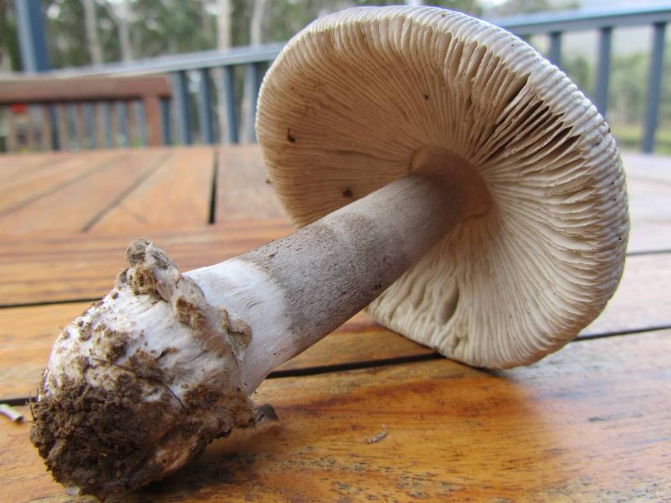 Amanita punctata image