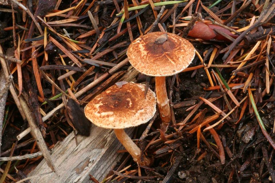Lepiota boudieri image