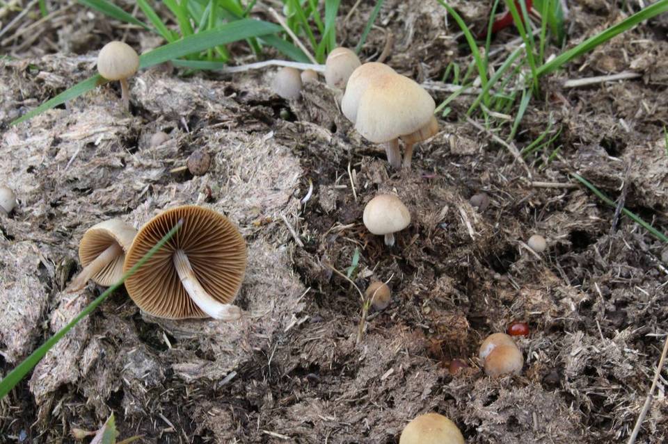 Conocybe rickenii image