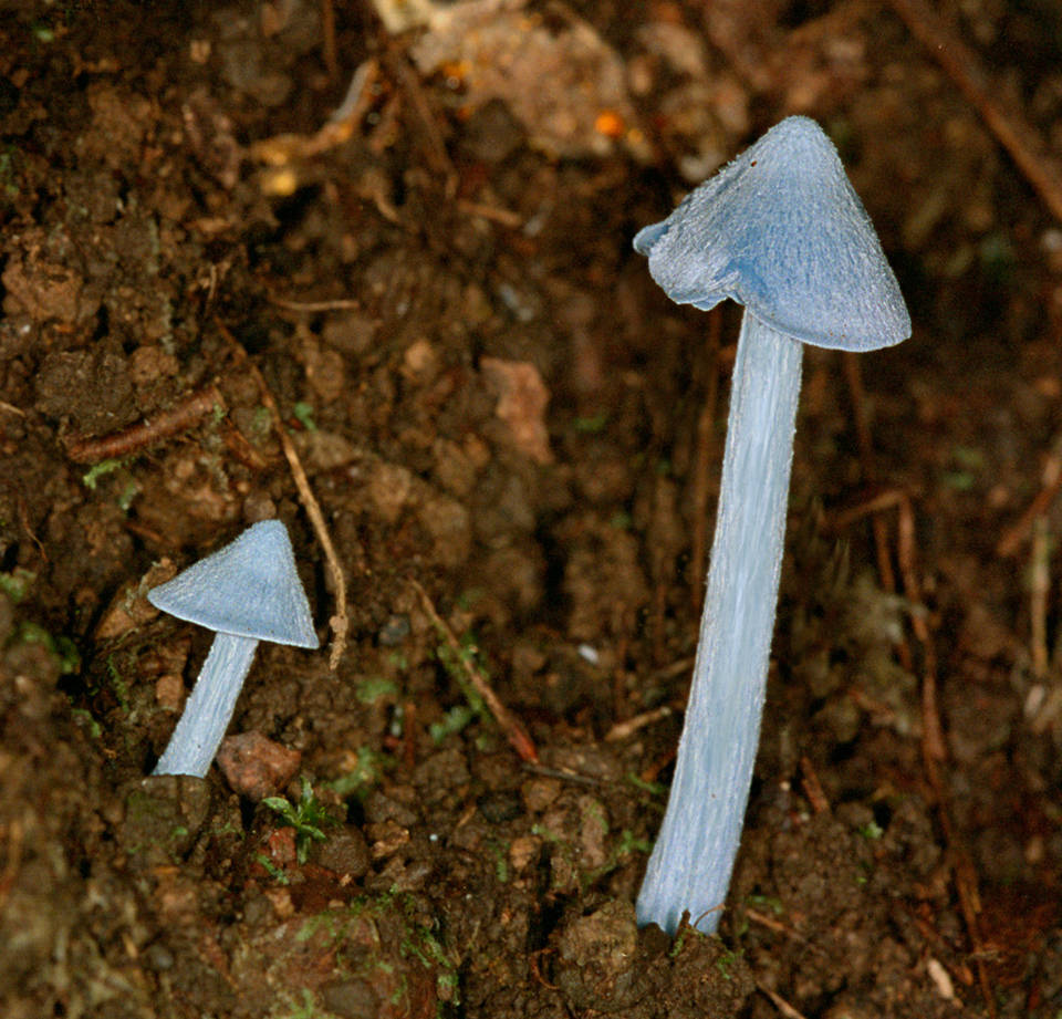 Entoloma virescens image
