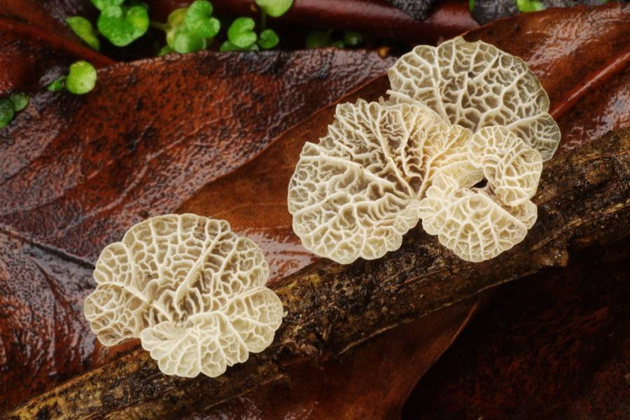 Tetrapyrgos subdendrophora image