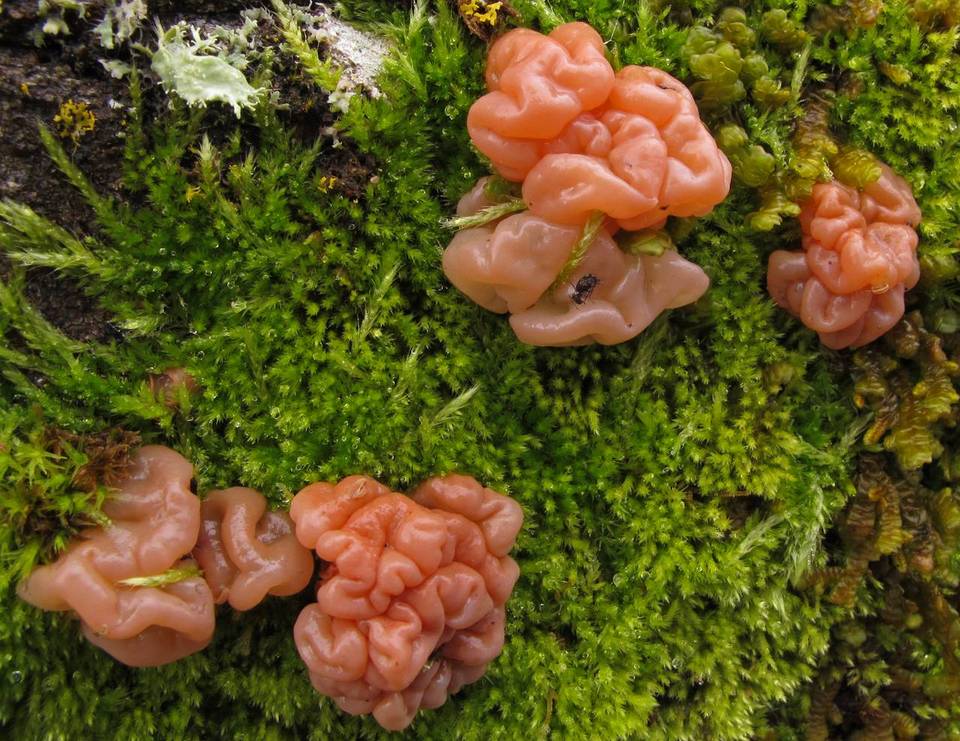 Craterocolla cerasi image