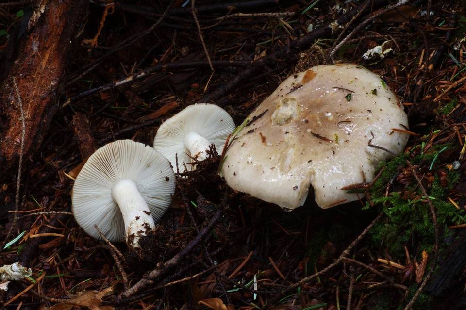 Russula stuntzii image
