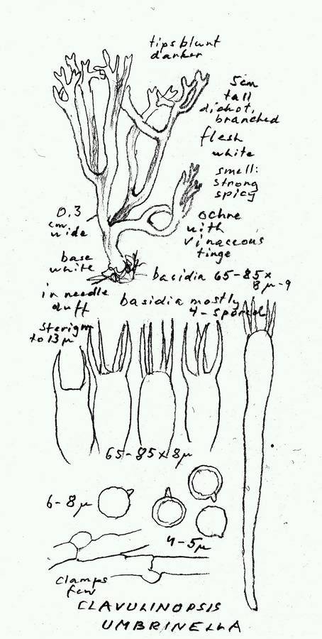 Clavulinopsis umbrinella image