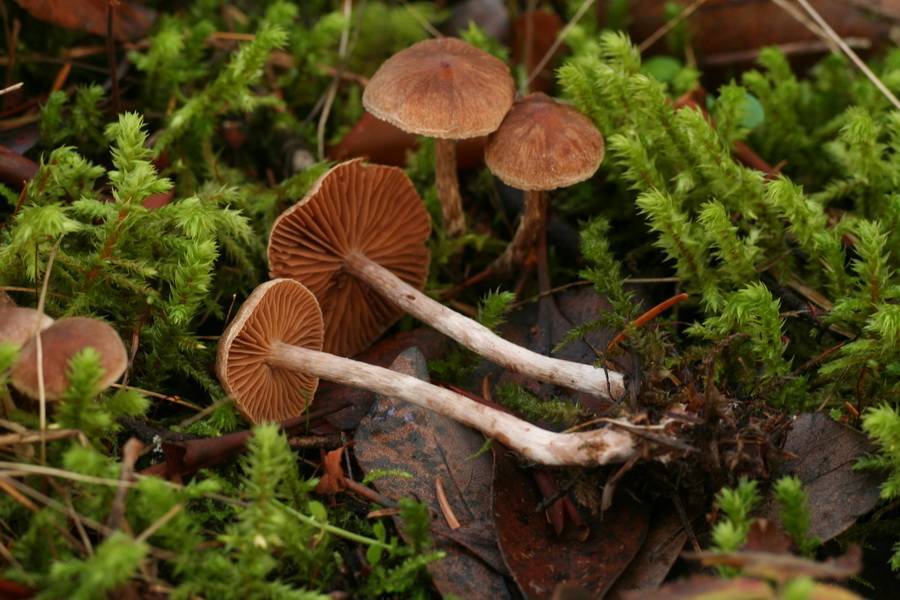 Cortinarius casimiri image