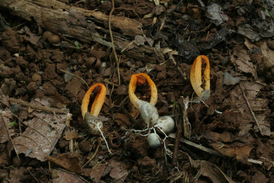 Laternea triscapa image