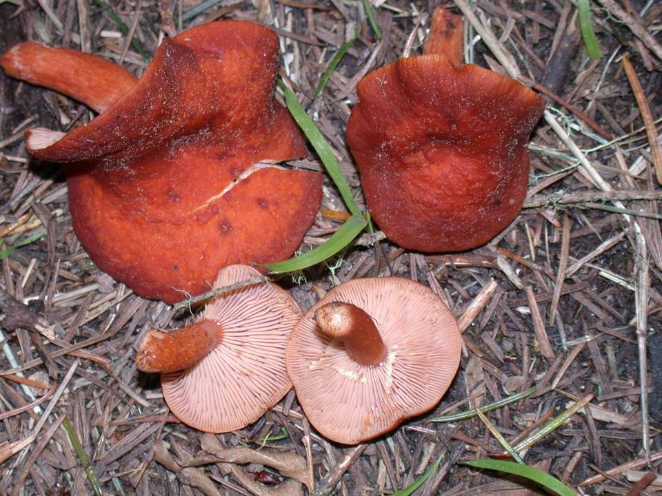 Lactarius substriatus image
