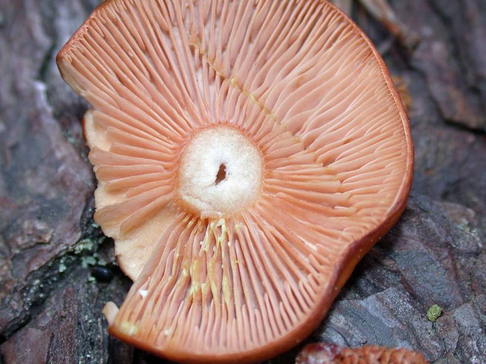 Lactarius substriatus image
