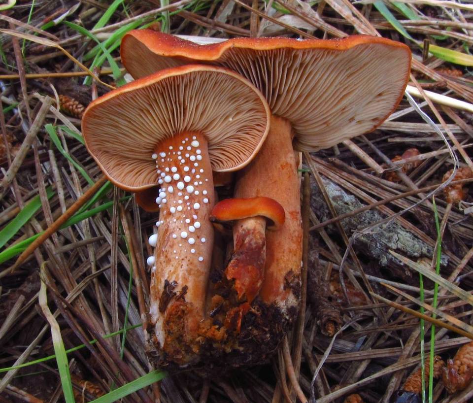 Lactarius substriatus image