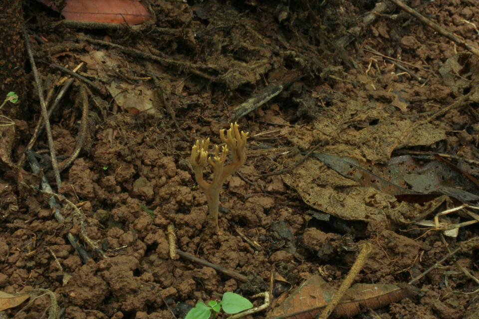 Ramaria zippelii image