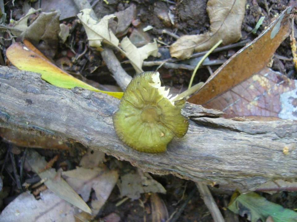 Oudemansiella flavo-olivacea image