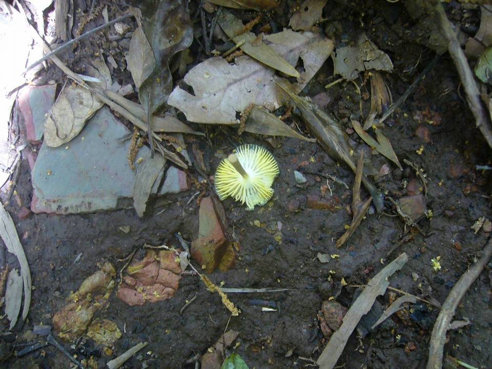 Oudemansiella flavo-olivacea image