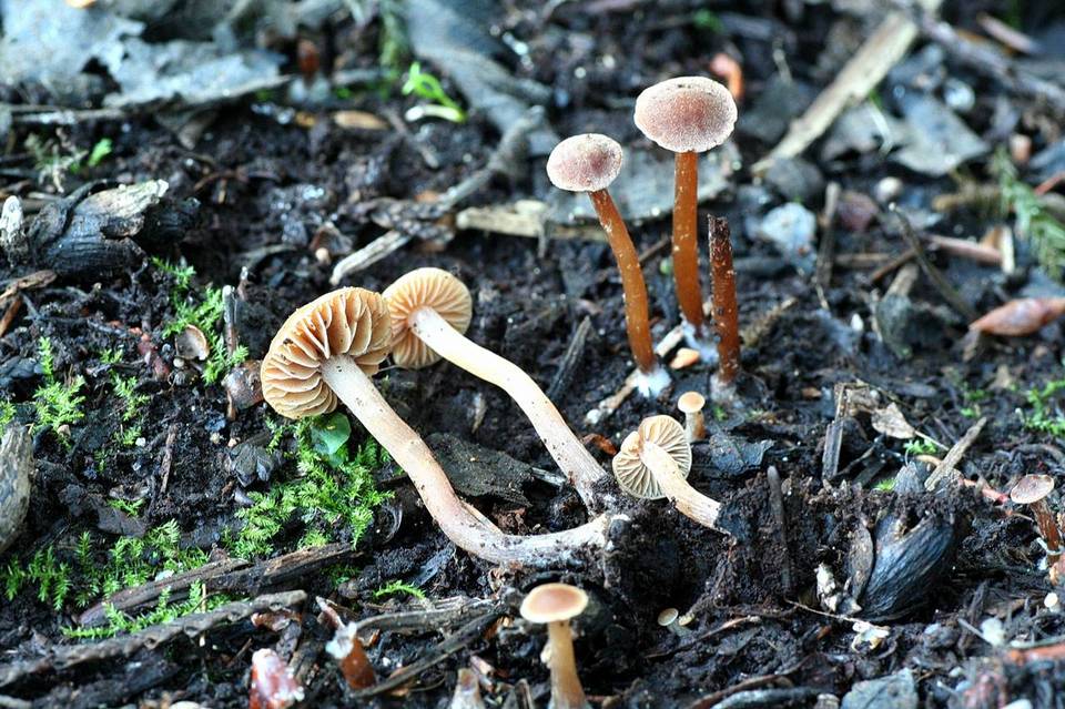 Naucoria suavis image