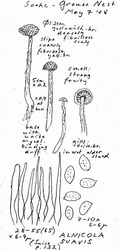 Naucoria suavis image