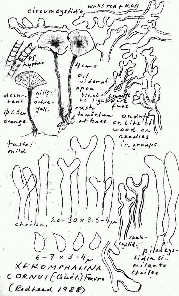 Xeromphalina cornui image