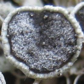 Physcia leptalea image