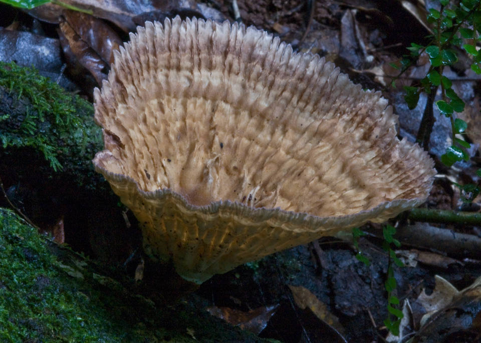 Cymatoderma elegans image