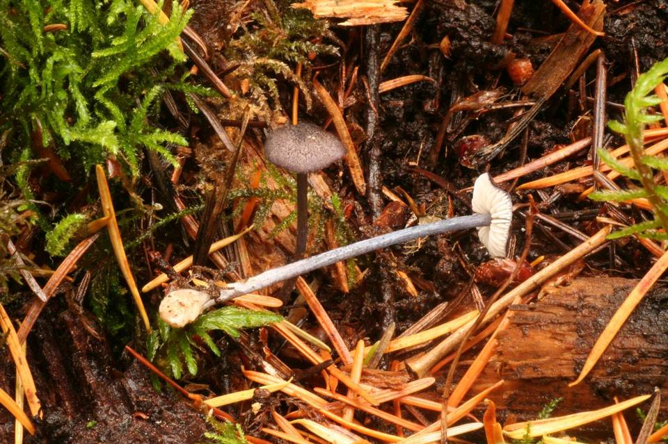 Leptonia convexa image
