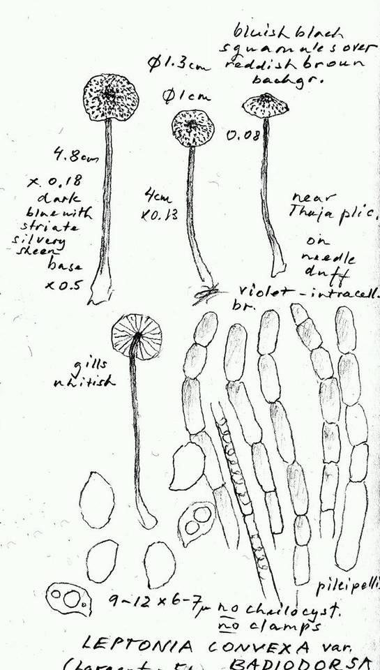 Leptonia convexa image